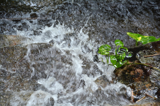 小溪流水