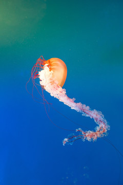 海洋生物水母