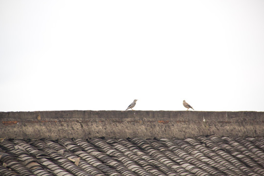 屋顶上的小鸟