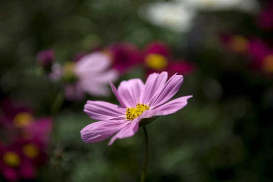 花微距