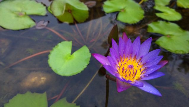 延药睡莲