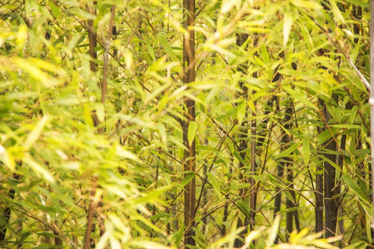 烏竹