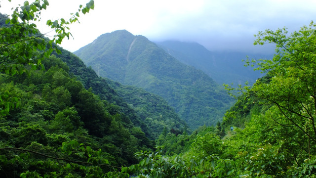 深山老林