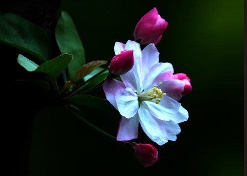 海棠花 花草