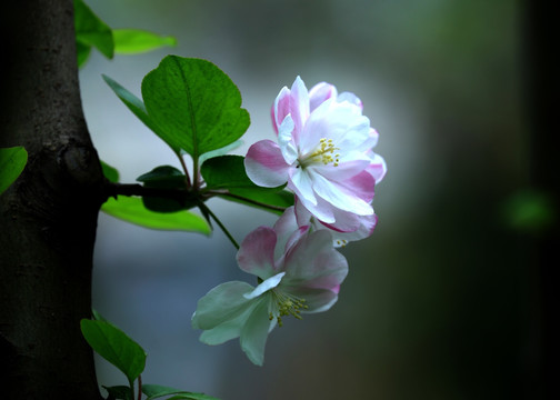 海棠花 花草