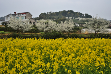 油菜花