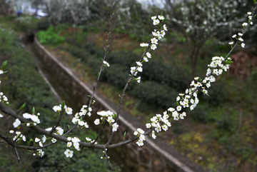 李子花