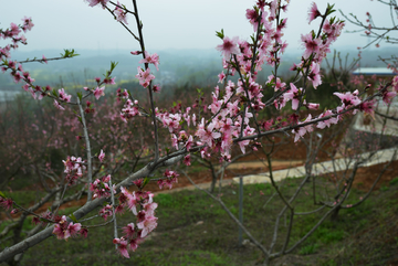 桃花 