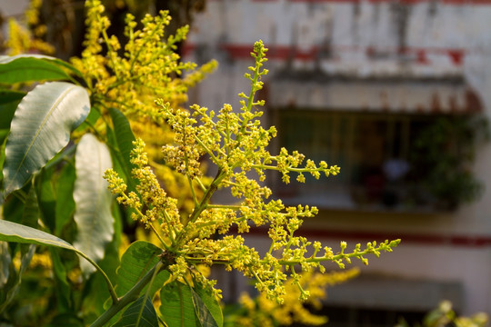 芒果花