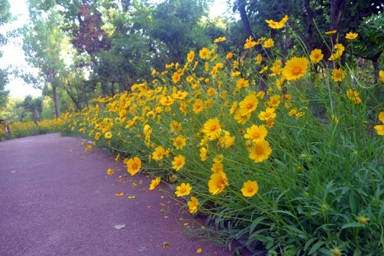 鲜花