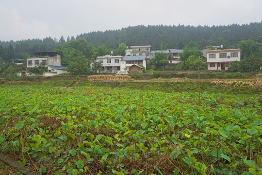 田园风光 乡村村庄