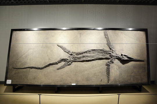 鱼龙化石标本