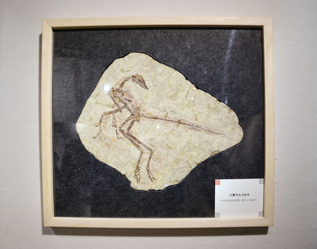 长翼鸟化石标本