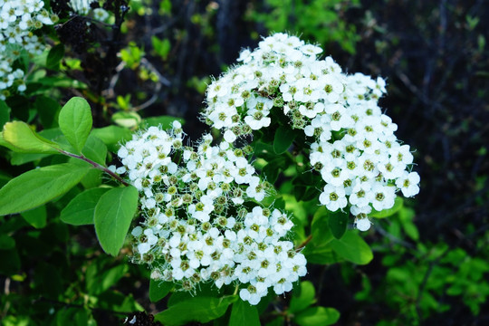 野生植物 绣线菊