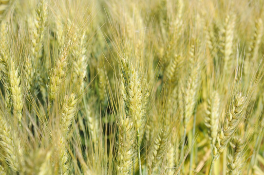 麦田的小麦