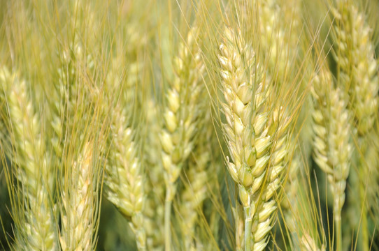 农田里的小麦