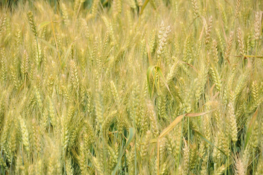 田里的小麦