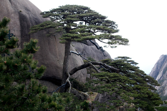 黄山迎客松