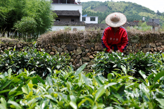 采茶叶 茶农