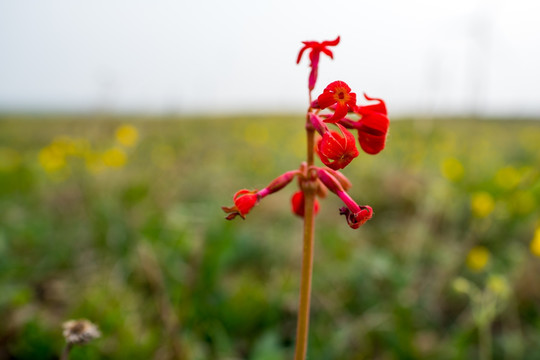 胭脂花