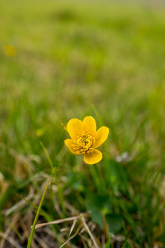 小黄花