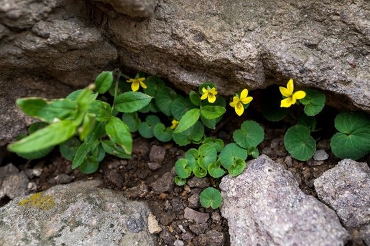 小黄花