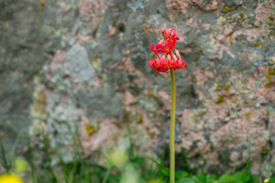 胭脂花