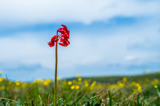 胭脂花