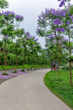 湿地公园蓝花楹树林荫小道