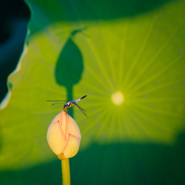 荷花