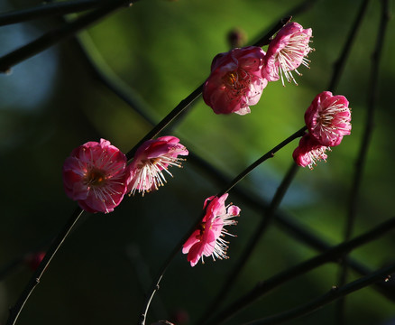 花卉梅花