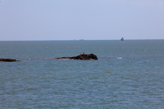 海礁 海水 大海 海鸥 海水养