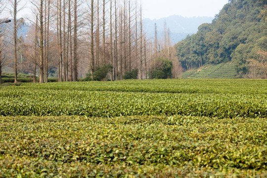 茶园 茶叶 龙井 绿色 梅家坞