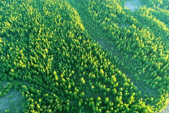 绿色松林景观 航拍