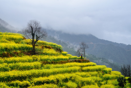 篁岭油菜花梯田