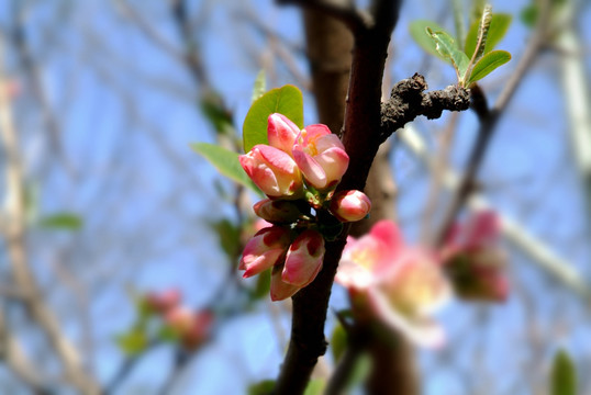 海棠 唯美 花蕊 特写 海棠花