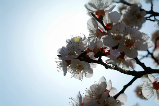 杏花 植物 杏树 春天 树 花