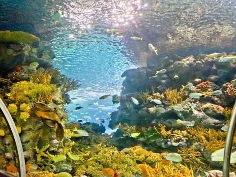 海底世界 海洋水族馆