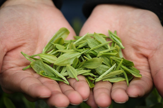 手中的新鲜茶叶