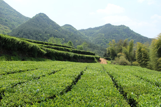 茶园 茶山