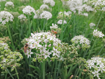 韭菜花