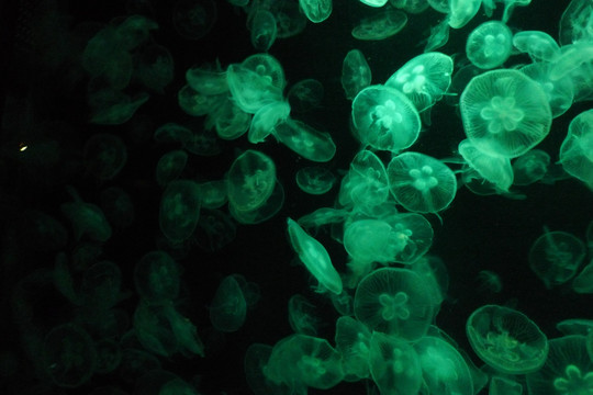水母生物海洋艺术