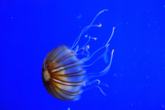 水母生物海洋艺术微距特写