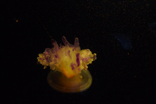 水母生物海洋艺术特写