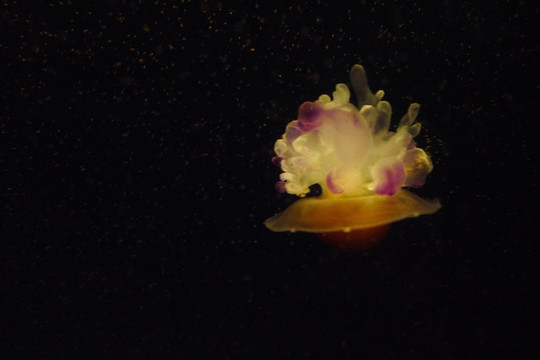 水母生物海洋艺术微距特写