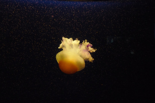 水母生物海洋艺术微距特写