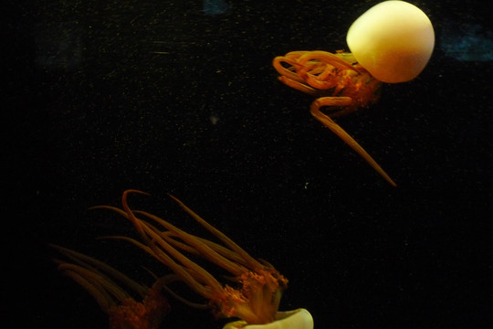 水母生物海洋艺术微距