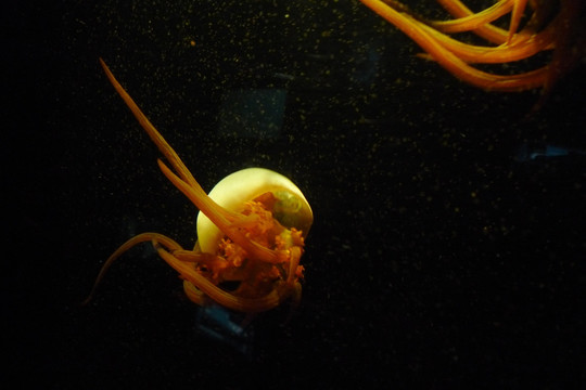 水母生物海洋艺术微距