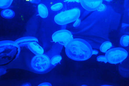 水母生物海洋艺术