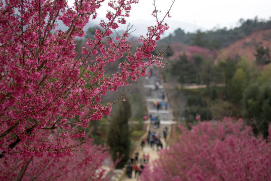 樱花与路